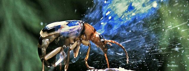 The bomber beetle, the insect that defends itself using chemical weapons