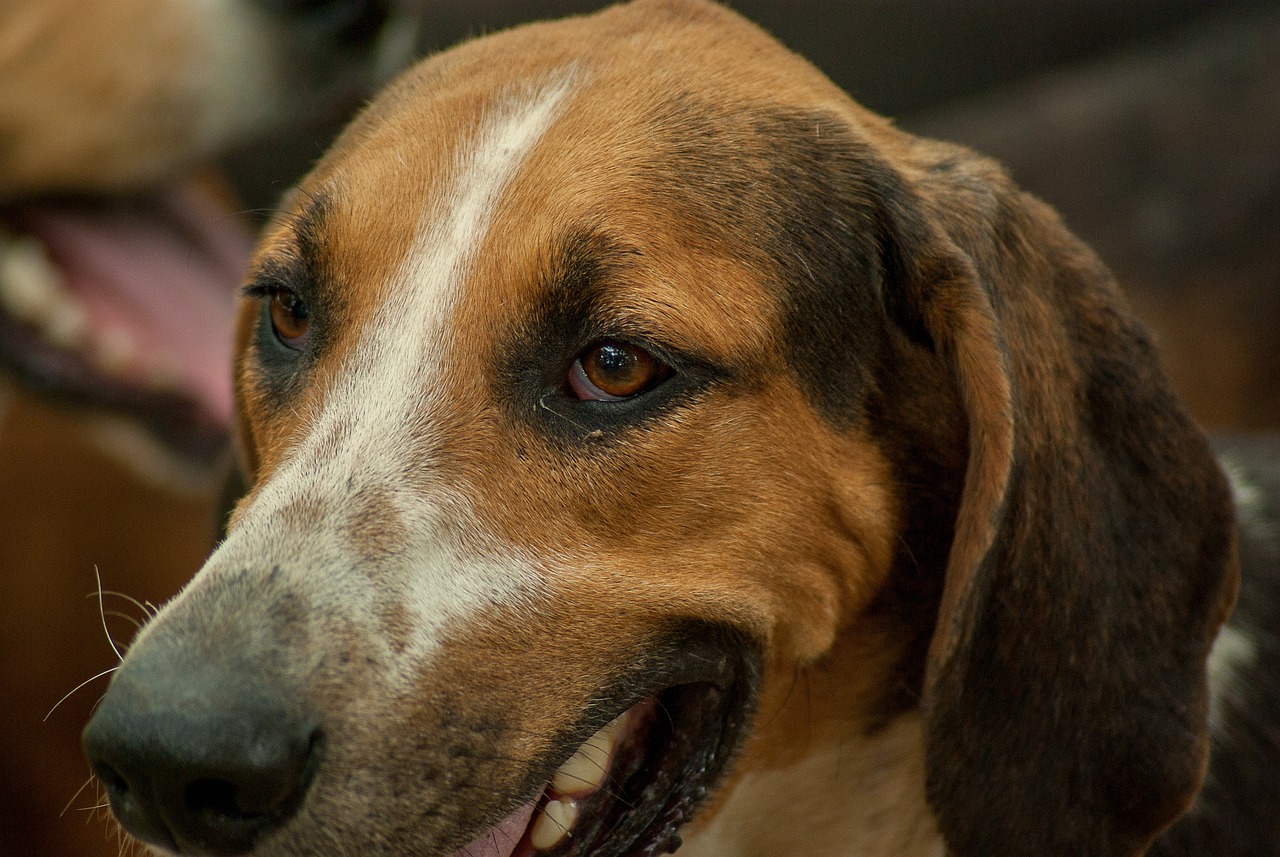 basset hound