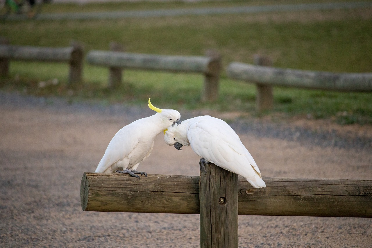 cacatua