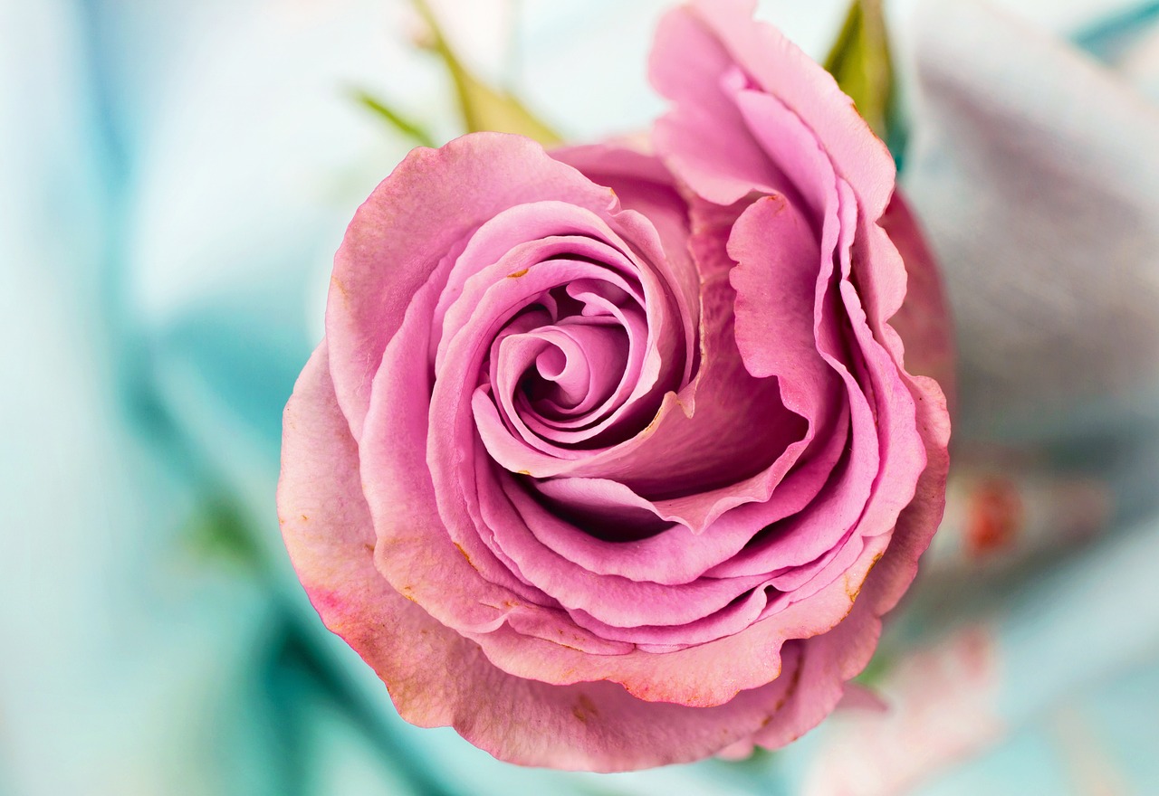 gypsy rose