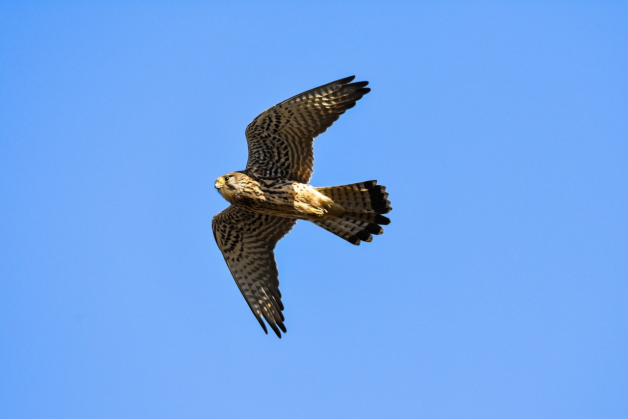 ildefonso falcones