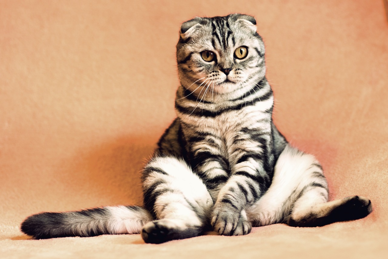 magic cat academy