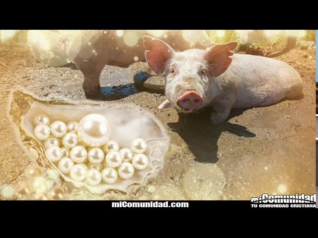 Mateo 76 significado de no arrojes tus perlas delante de los cerdos: 5 lecciones vitales para tu vida 16 mateo 76 significado de no arrojes tus perlas delante de los cerdos