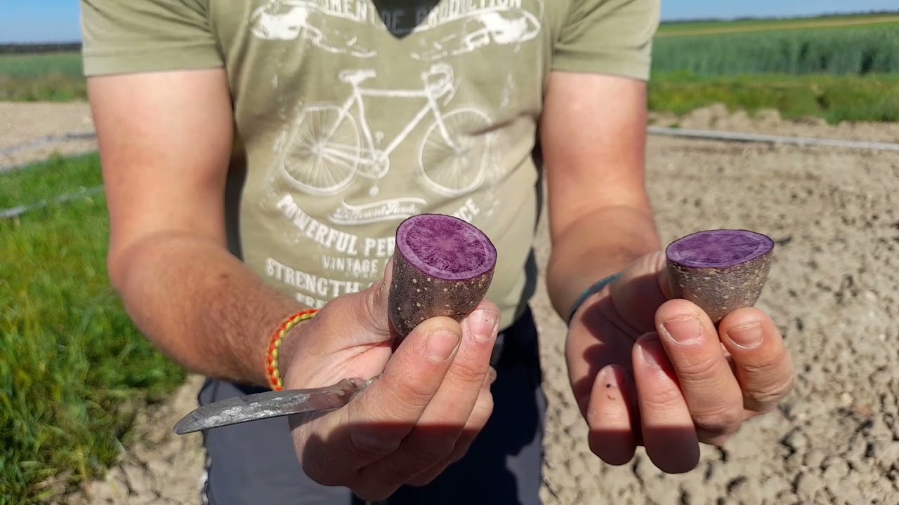 Papa morada: 5 beneficios sorprendentes para tu salud en 2025 1 papa morada