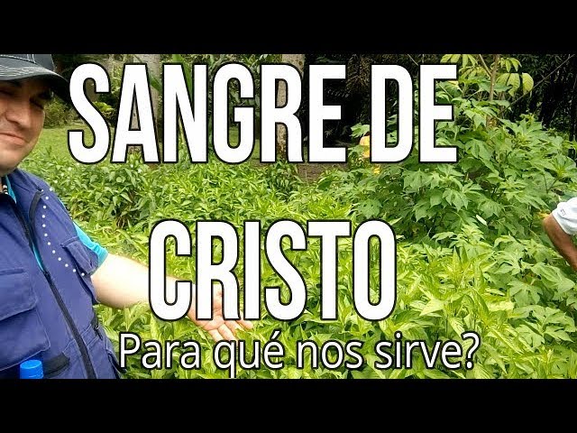 Planta sangre de Cristo: 7 beneficios sorprendentes que debes conocer 1 planta sangre de cristo